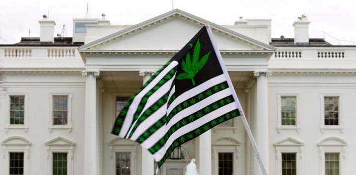 Congress Cannabis